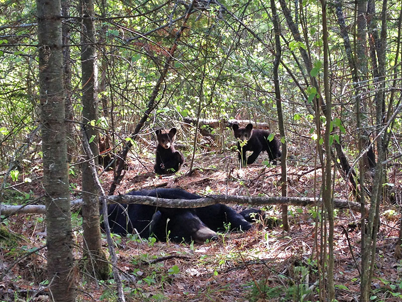 Lily sleeps while cubs play