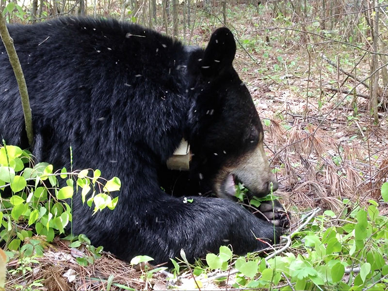 Lily eating aspen leaves