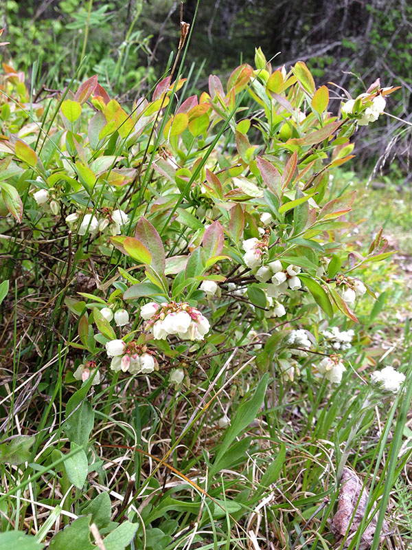 Blueberry blossoms