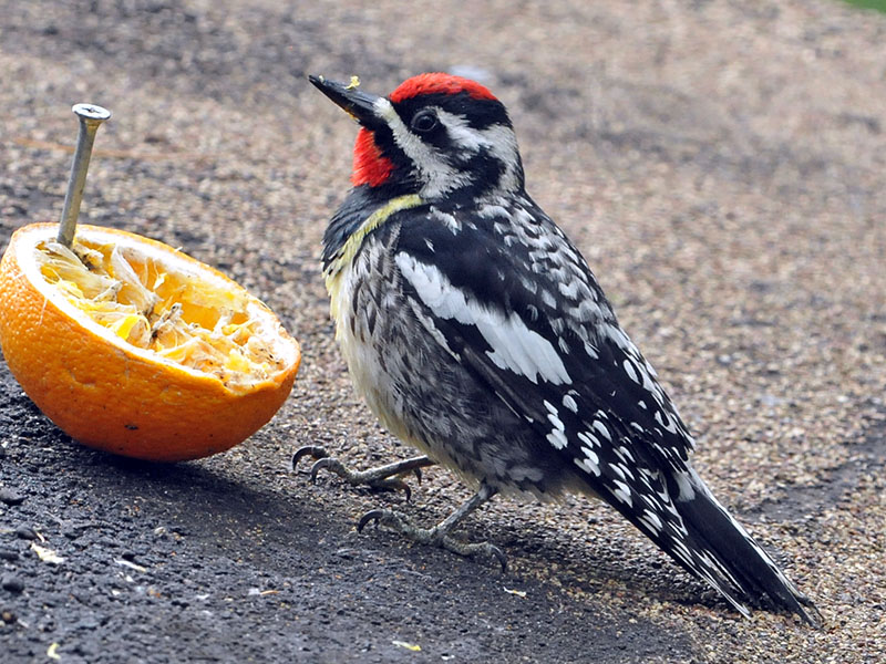 Yellow-bellied Sapsucker