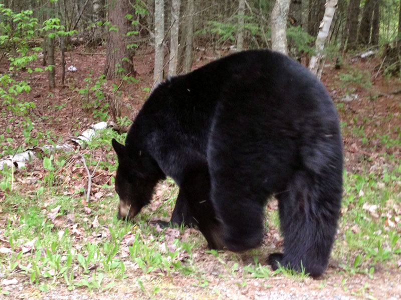 Star investigates scents