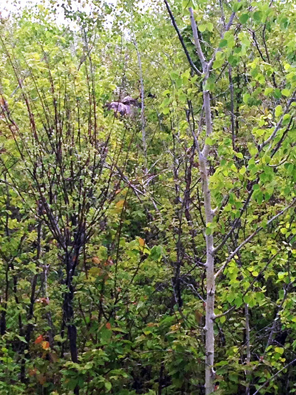 Mike claims there is a moose in this picture...