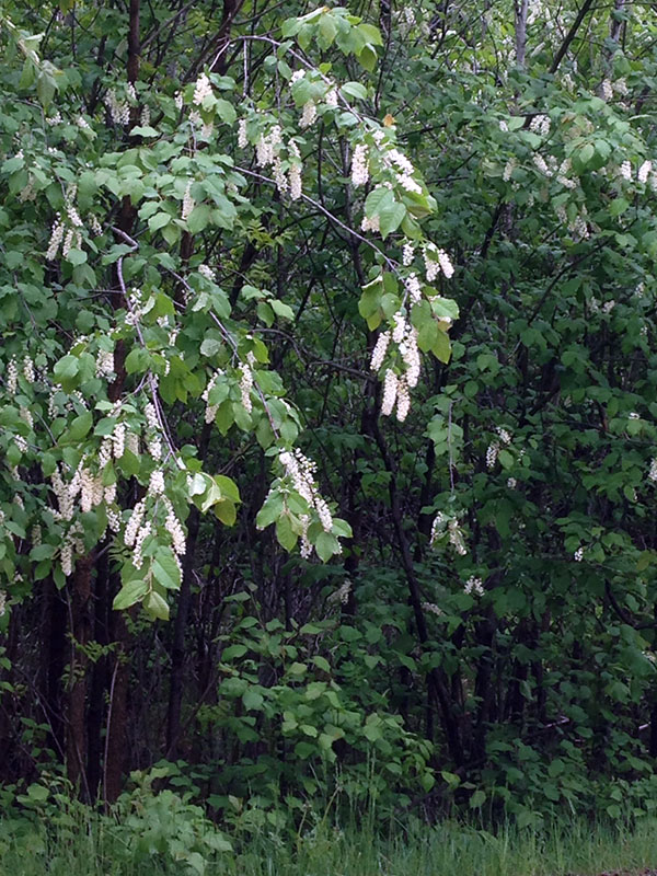 Chokecherry blossoms hang heavy after a rain