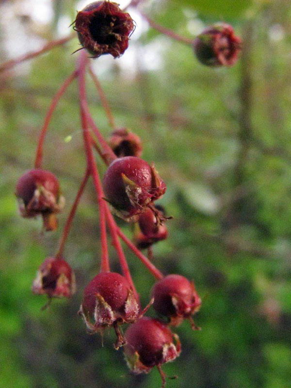 20130611 Juneberries forming