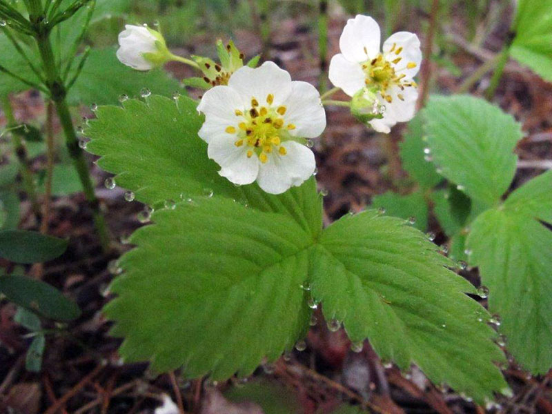 20130611 Strawberry blossoms