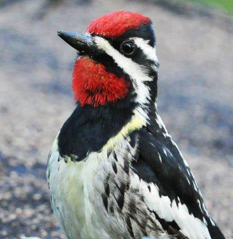 20130611 Yellow-bellied sapsucker