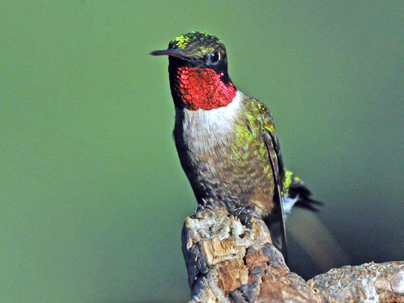Ruby-throated Hummingbird 