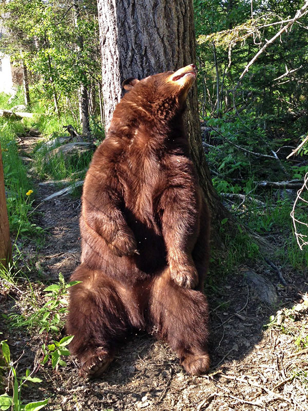 ...maybe not so patiently