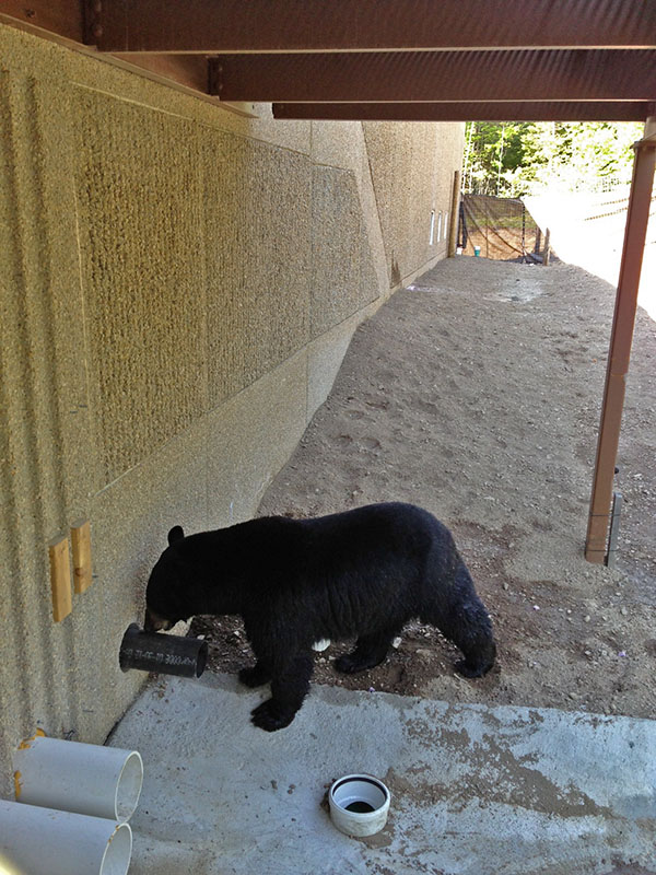 Lucky checks out pipe