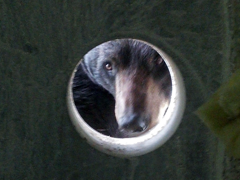 Lucky peers thru hole