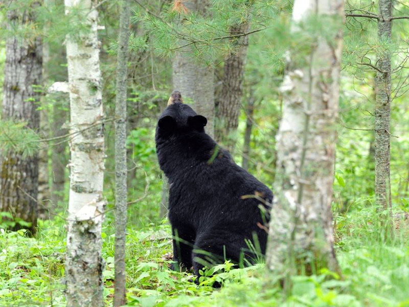 Donna looks up at cubs