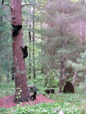 Donna's cubs come down and follow