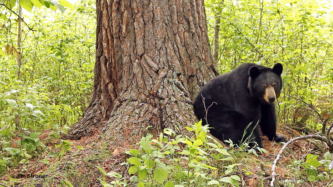 Ursula by huge white pine