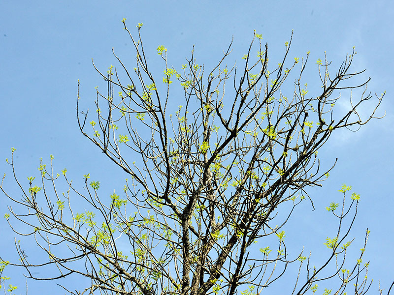 Black ash leafing out