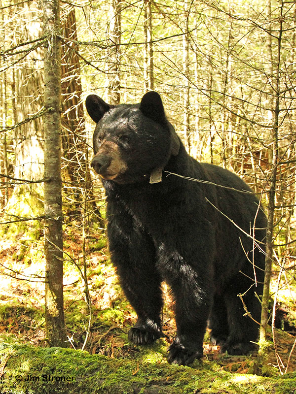 June alert to distant sound