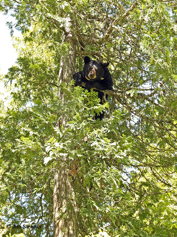20130616 June in cedar