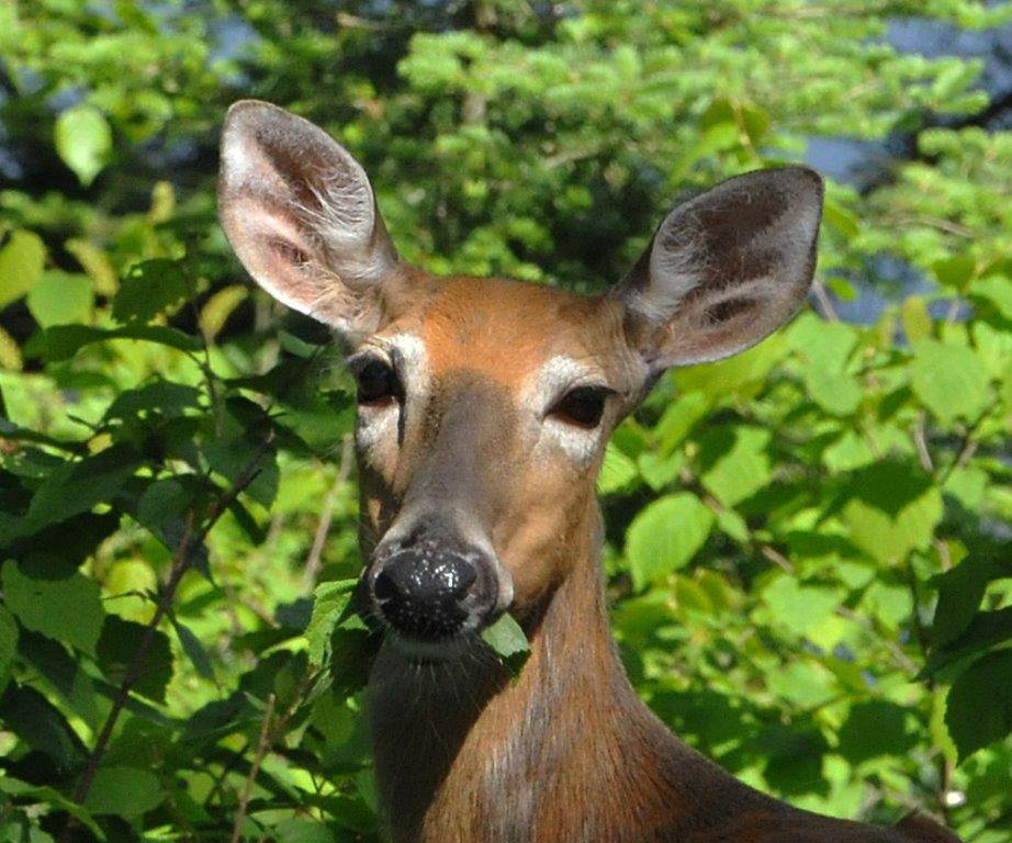 Doe eating leaves