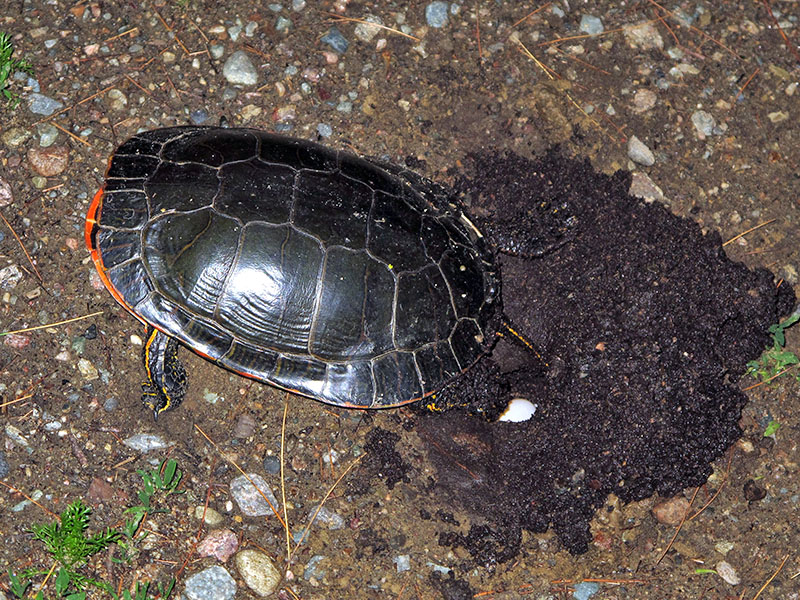 Painted turtle lays eggs