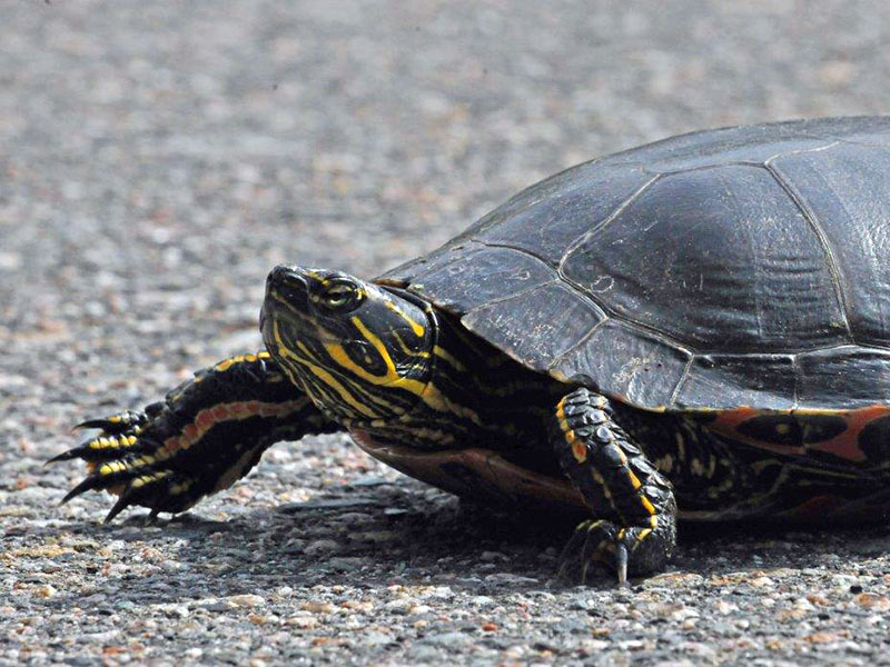 Painted turtle on highway