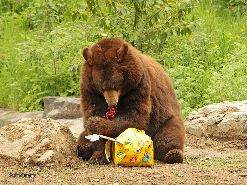 Honey opens gift of grapes