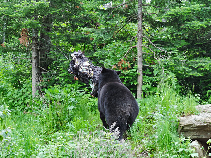 Lucky heads for the woods with a piñata