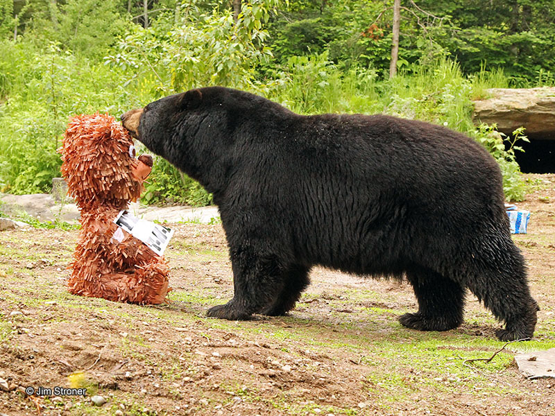 20130622 Ted pinata copy