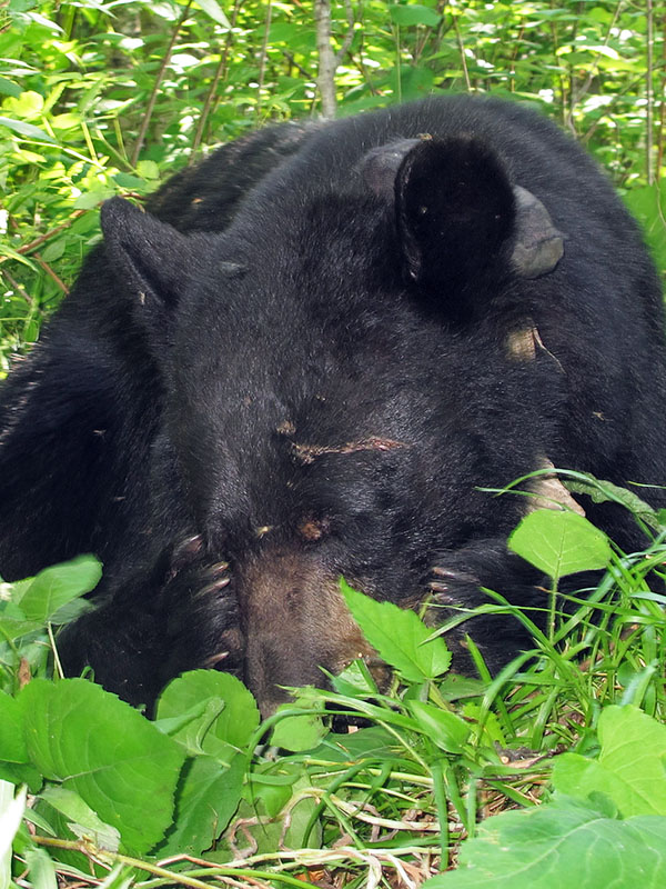 Juliet brushes off flies