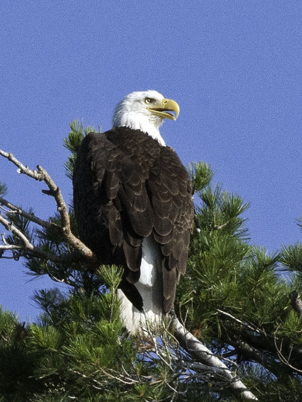 Bald Eagle