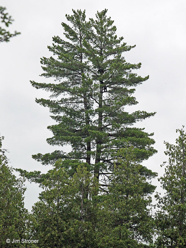 June's cubs up white pine