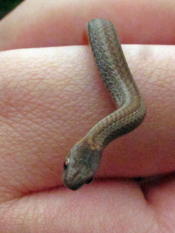 Brown snake