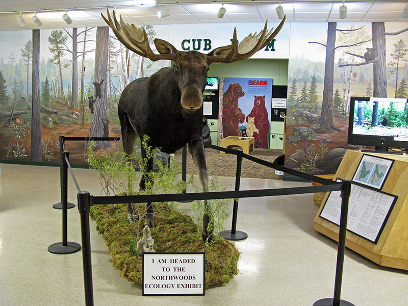 Bull moose mount