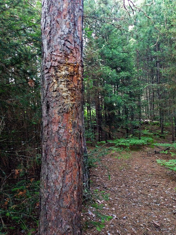 Bear marking tree