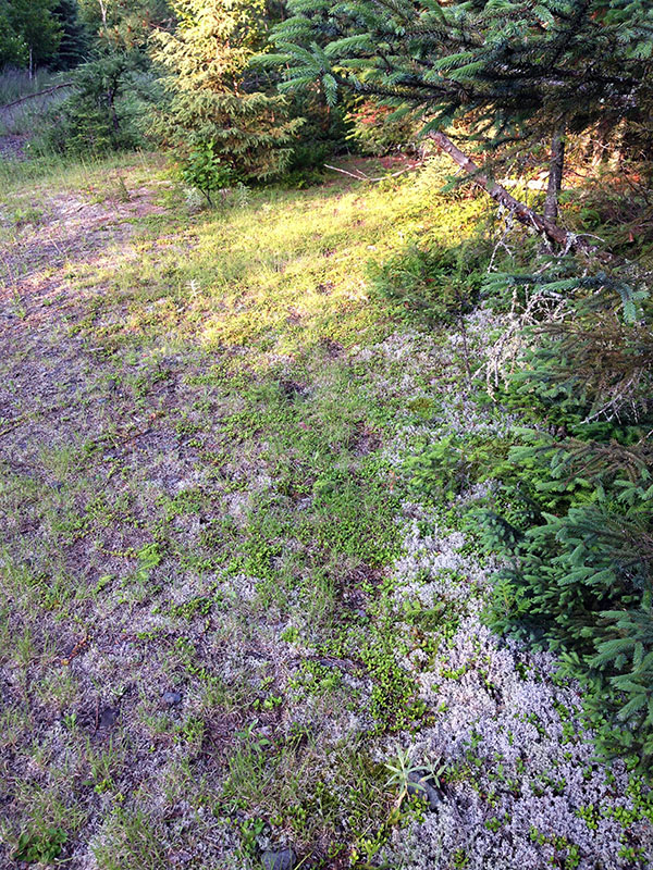 Bear trail
