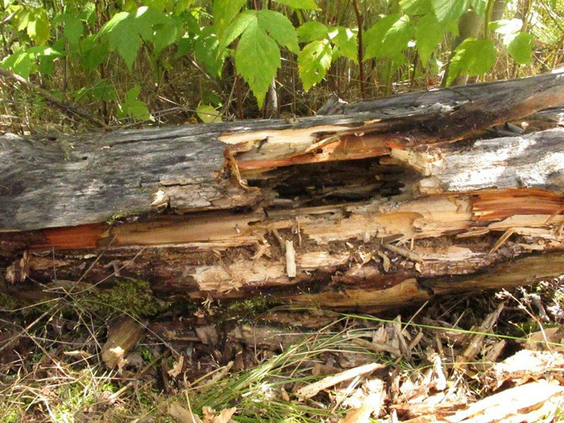 June's ant log