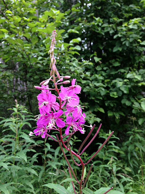 Fireweed