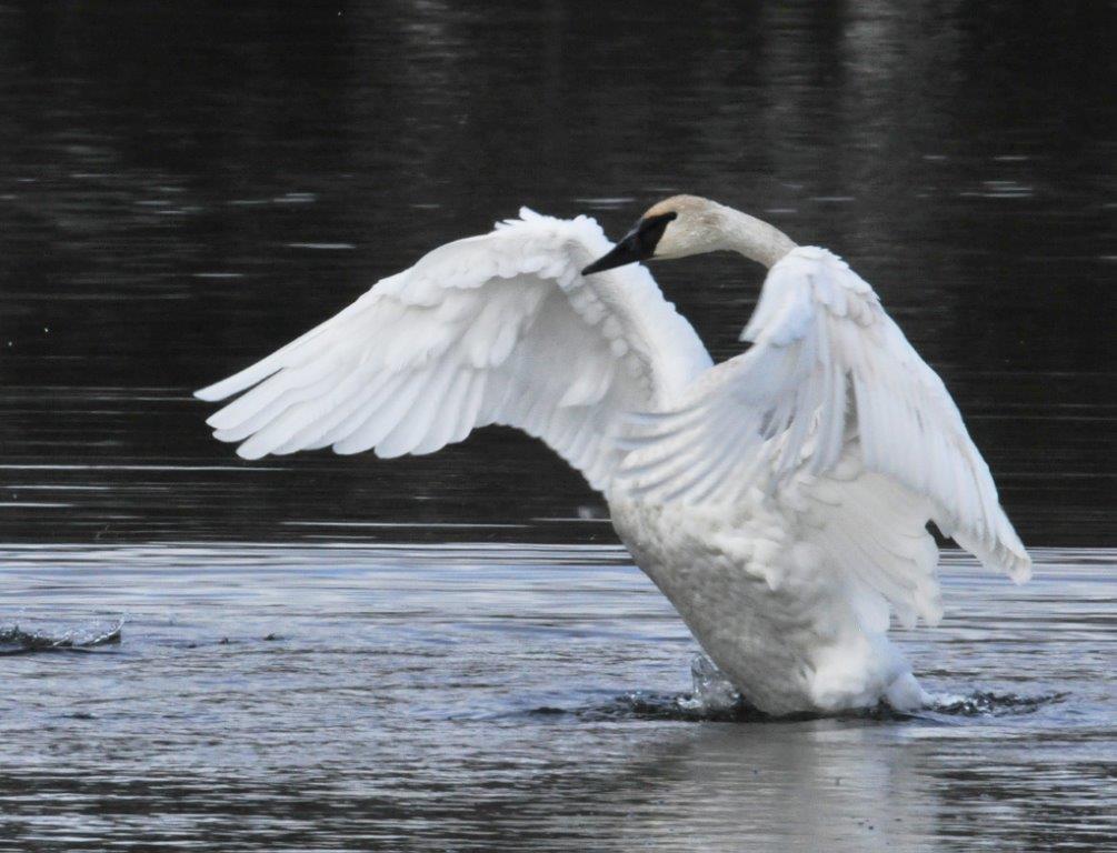 Trumpeter swan - Oct 20, 2012