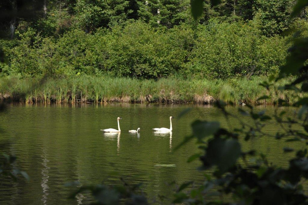 Trumpeter swan family - July 8, 2013