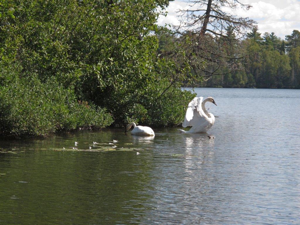 Trumpeter swans - Sept 10, 2011