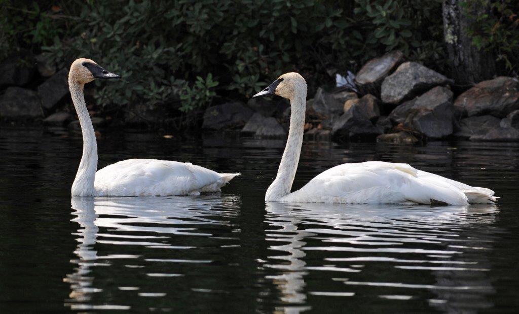 Trumpeter swans - Sept 10, 2011