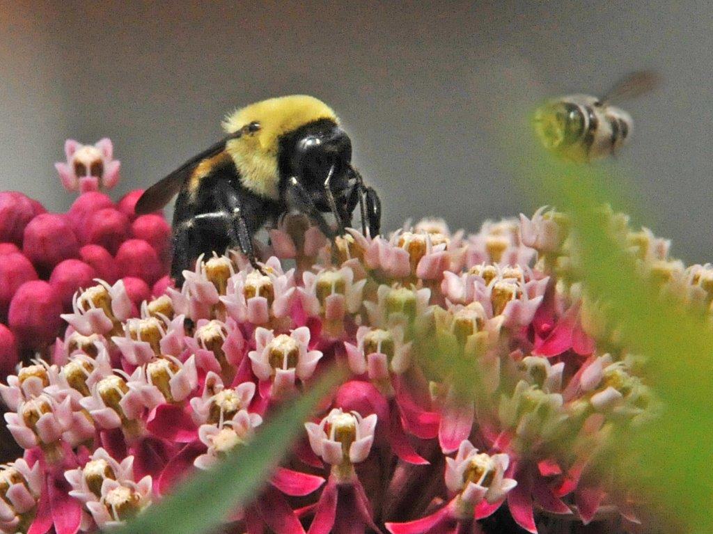 Bumblebee on Butterfly Weed