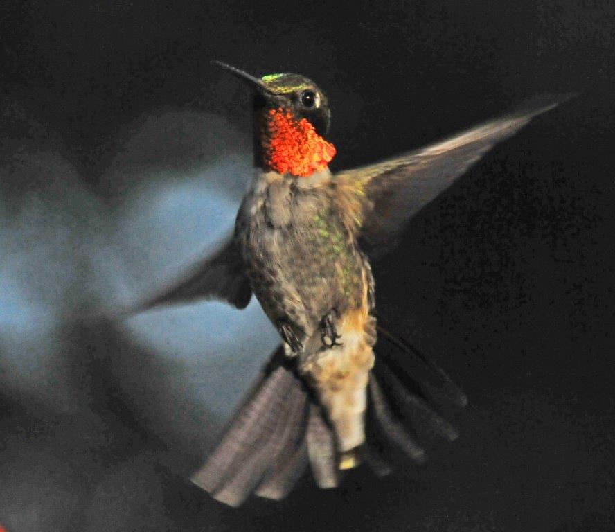Ruby-throated Hummingbird male
