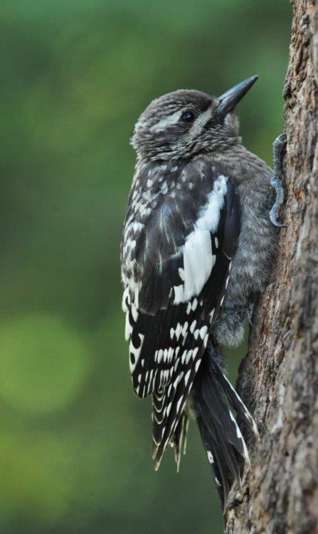 Yellow-bellied Sapsucker  fledgling