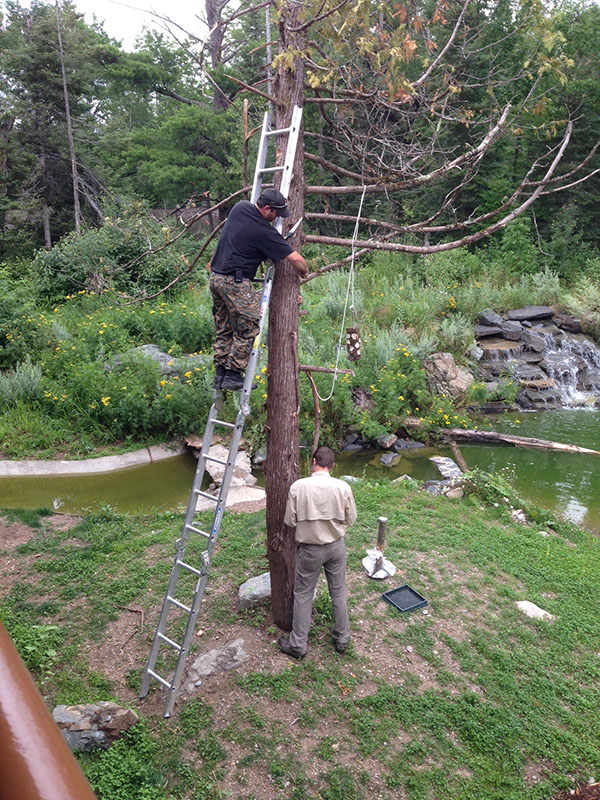 Zack and Dan work on Lucky's tree