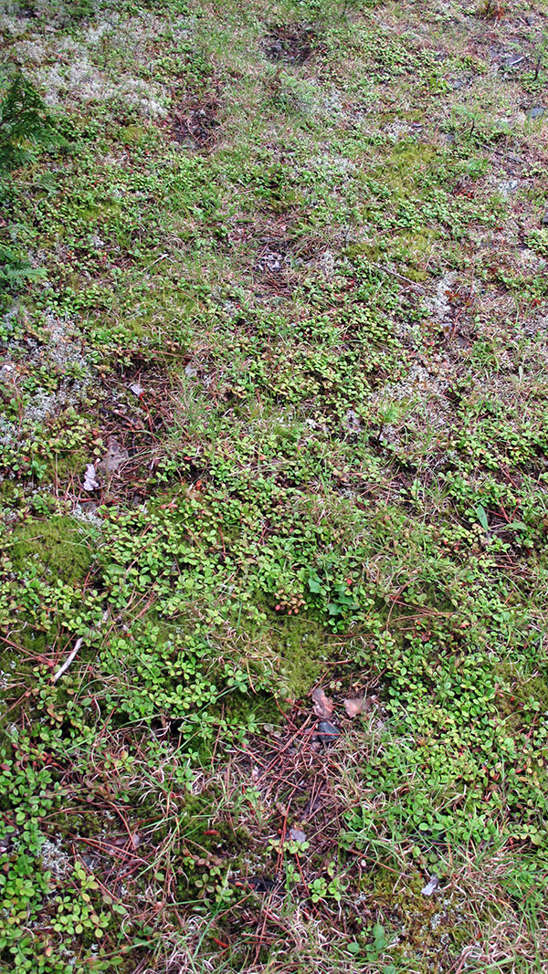 Bear ritual trail