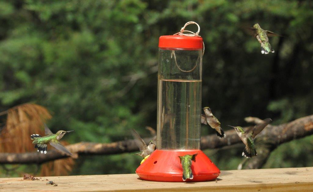 6 Hummingbirds at feeder