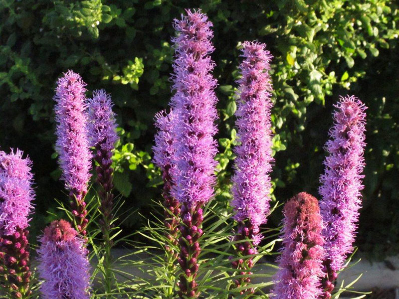 NABC gardens1
