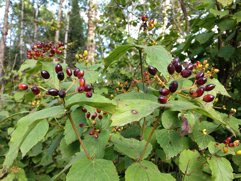 Downy arrowwood begins to ripen  
