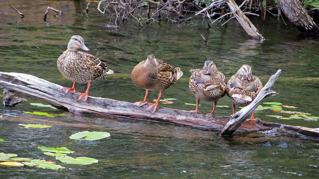 Ducks in a row