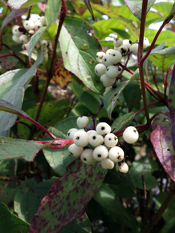 Red-osier dogwood