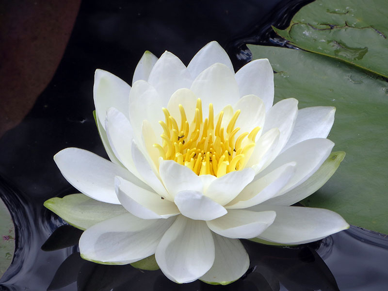 Water lily